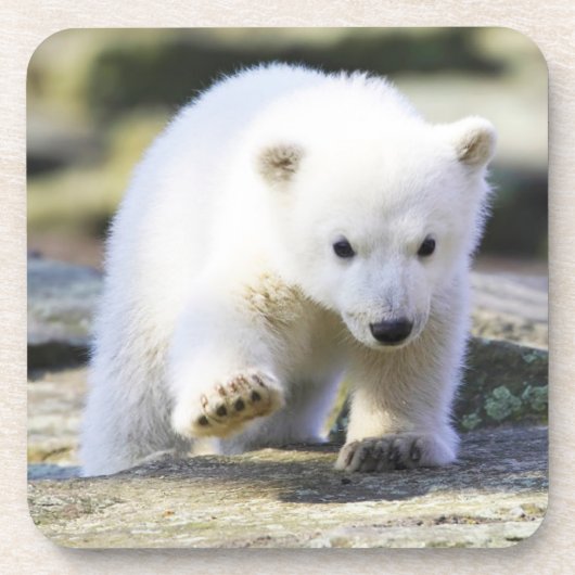 最も可愛い赤ん坊の動物 |ベビーホッキョクグマ コースター (正面)