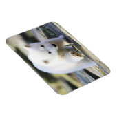 最も可愛い赤ん坊の動物 |ベビーホッキョクグマ マグネット (右側)