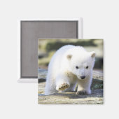 最も可愛い赤ん坊の動物 |ベビーホッキョクグマ マグネット (正面/裏面)