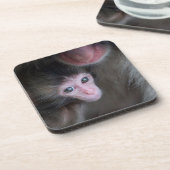 最も可愛い赤ん坊の動物 |ベビーマカケのサル&マザー コースター (左側)