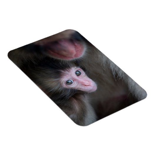 最も可愛い赤ん坊の動物 |ベビーマカケのサル&マザー マグネット (右側)