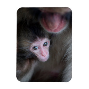 最も可愛い赤ん坊の動物 ベビーマカケのサル&マザー マグネット