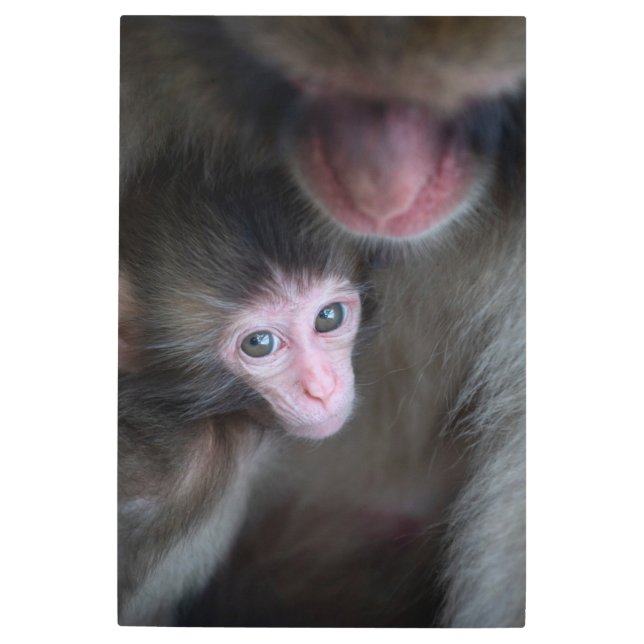 最も可愛い赤ん坊の動物 |ベビーマカケのサル&マザー メタルプリント (正面)