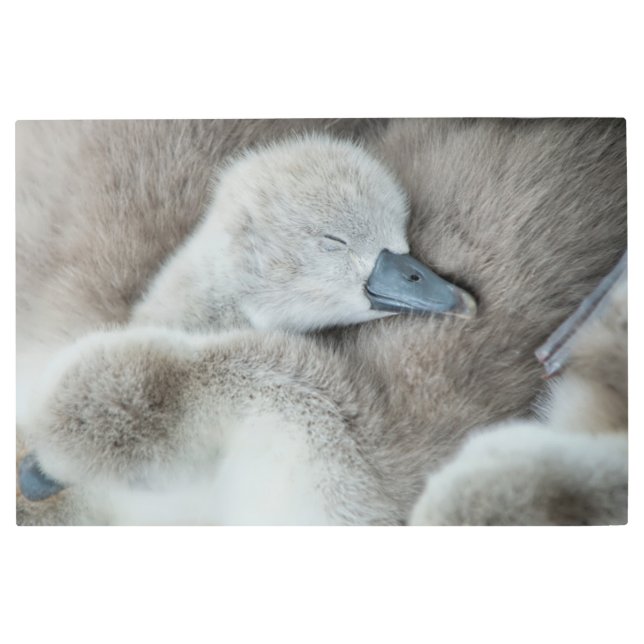 最も可愛い赤ん坊の動物 |ベビーミュート メタルプリント (正面)