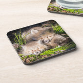 最も可愛い赤ん坊の動物 |ベビーレッドキツネキットスリープ コースター (左側)