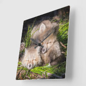 最も可愛い赤ん坊の動物 |ベビーレッドキツネキットスリープ スクエア壁時計 (傾斜)