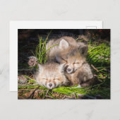 最も可愛い赤ん坊の動物 |ベビーレッドキツネキットスリープ ポストカード (正面/裏面)