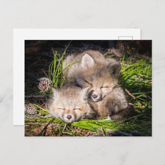最も可愛い赤ん坊の動物 |ベビーレッドキツネキットスリープ ポストカード (正面/裏面)