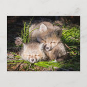 最も可愛い赤ん坊の動物 |ベビーレッドキツネキットスリープ ポストカード (正面)