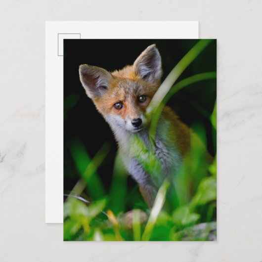 最も可愛い赤ん坊の動物 |ベビーレッドキツネ ポストカード (正面/裏面)