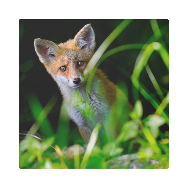 最も可愛い赤ん坊の動物 |ベビーレッドキツネ メタルプリント (正面)