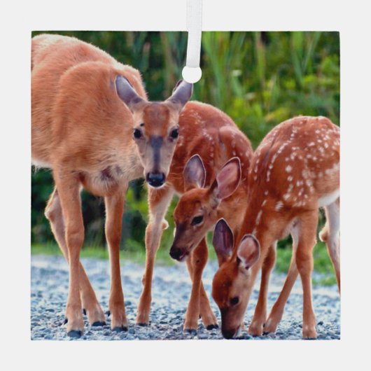 最も可愛い赤ん坊の動物 |ベビー付き ガラスオーナメント (裏面)