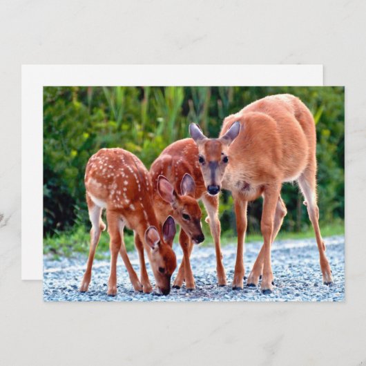 最も可愛い赤ん坊の動物 |ベビー付き サンキューカード (正面/裏面)