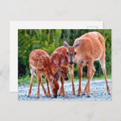 最も可愛い赤ん坊の動物 |ベビー付き ポストカード (正面/裏面)