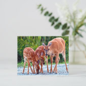 最も可愛い赤ん坊の動物 |ベビー付き ポストカード (スタンド正面)