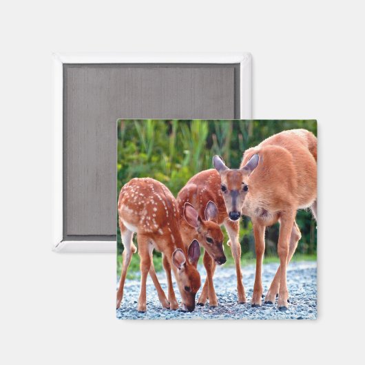 最も可愛い赤ん坊の動物 |ベビー付き マグネット (正面/裏面)