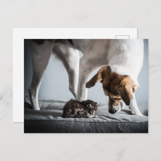 最も可愛い赤ん坊の動物 |ベビー子猫と犬 ポストカード (正面/裏面)