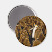 最も可愛い赤ん坊の動物 |ペンギンが若者の間で マグネット (正面/裏面)