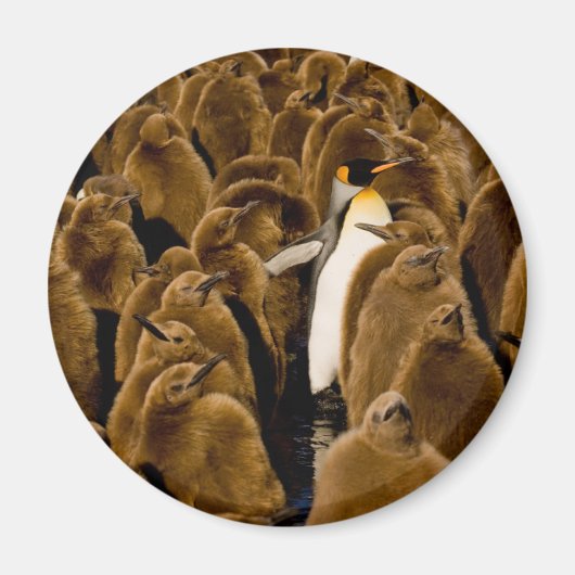 最も可愛い赤ん坊の動物 |ペンギンが若者の間で マグネット (正面)