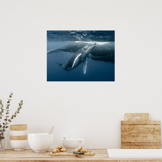 最も可愛い赤ん坊の動物 |ホエールカーフ ポスター (キッチン)