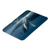 最も可愛い赤ん坊の動物 |ホエールカーフ マグネット (左側)