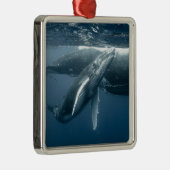 最も可愛い赤ん坊の動物 |ホエールカーフ メタルオーナメント (右)