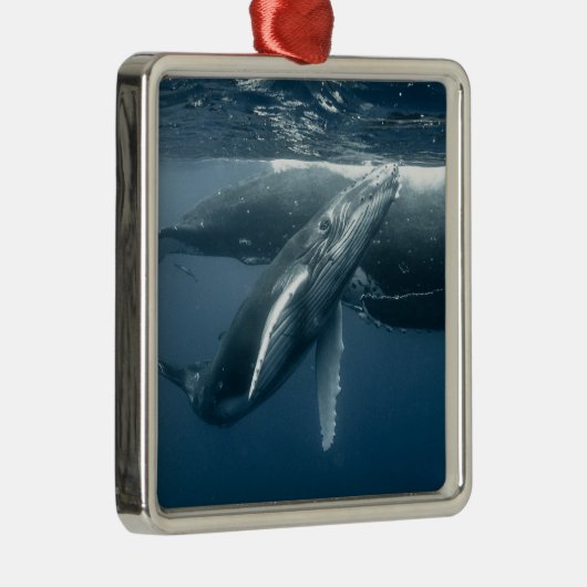最も可愛い赤ん坊の動物 |ホエールカーフ メタルオーナメント (右)