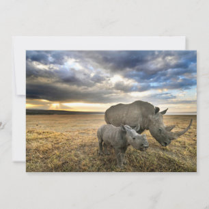 最も可愛い赤ん坊の動物 ホワイトRhino & Calf サンキューカード