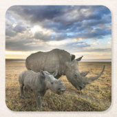 最も可愛い赤ん坊の動物 |ホワイトRhino & Calf スクエアペーパーコースター (正面)