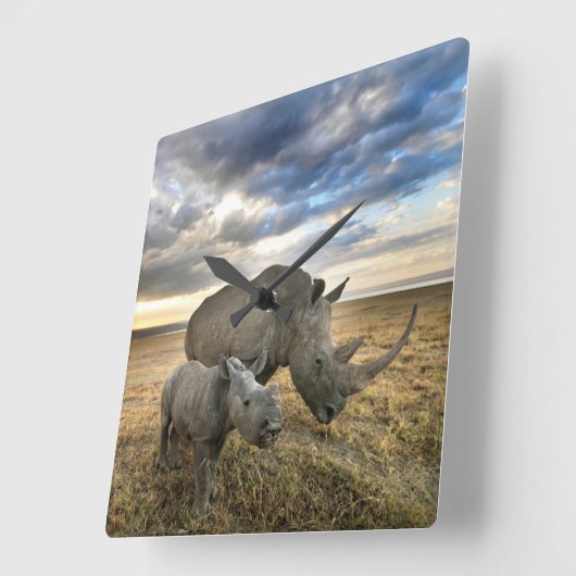 最も可愛い赤ん坊の動物 |ホワイトRhino & Calf スクエア壁時計 (傾斜)