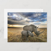 最も可愛い赤ん坊の動物 |ホワイトRhino & Calf ポストカード (正面/裏面)