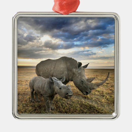 最も可愛い赤ん坊の動物 |ホワイトRhino & Calf メタルオーナメント (正面)