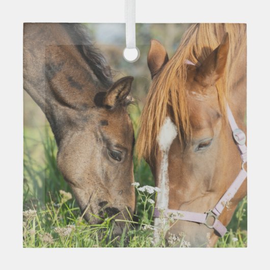 最も可愛い赤ん坊の動物 |ホース子馬 ガラスオーナメント (正面)