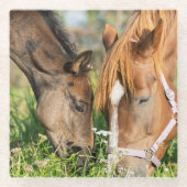 最も可愛い赤ん坊の動物 |ホース子馬 ガラスコースター (正面)