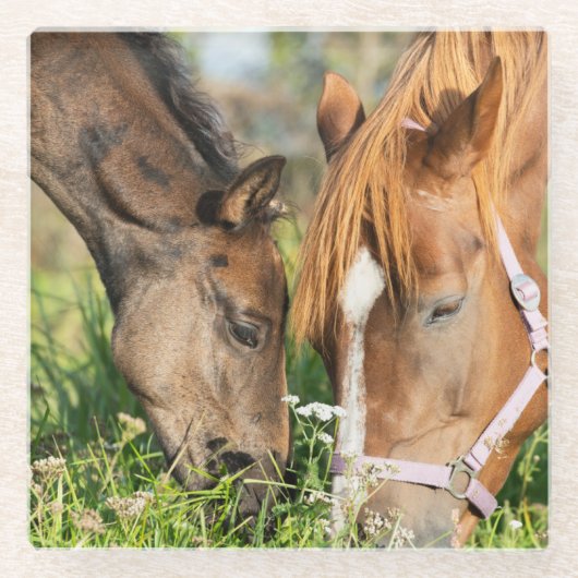 最も可愛い赤ん坊の動物 |ホース子馬 ガラスコースター (正面)