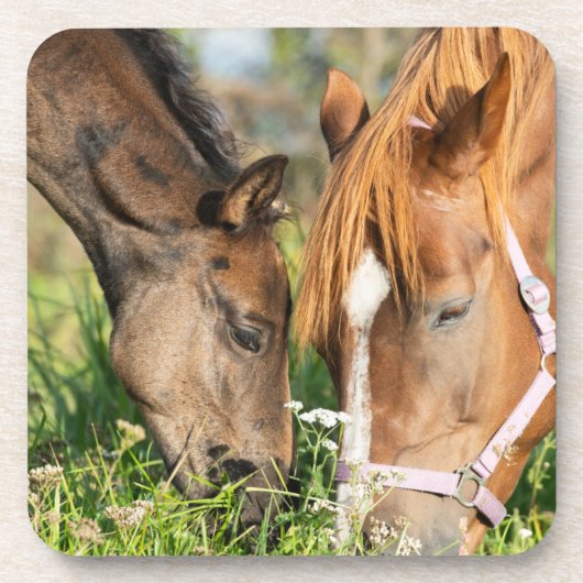 最も可愛い赤ん坊の動物 |ホース子馬 コースター (正面)