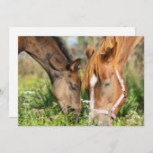 最も可愛い赤ん坊の動物 |ホース子馬 サンキューカード (正面/裏面)