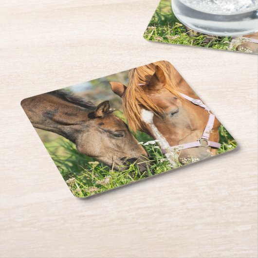 最も可愛い赤ん坊の動物 |ホース子馬 スクエアペーパーコースター (アングル)