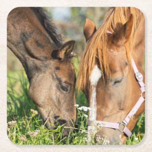最も可愛い赤ん坊の動物  ホース子馬 スクエアペーパーコースター