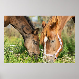 最も可愛い赤ん坊の動物 ホース子馬 ポスター