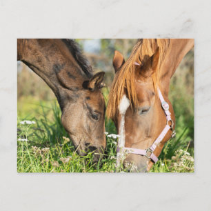 最も可愛い赤ん坊の動物 ホース子馬 ポストカード