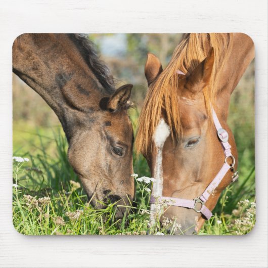 最も可愛い赤ん坊の動物 |ホース子馬 マウスパッド (正面)