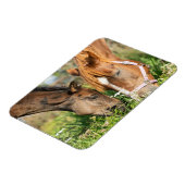 最も可愛い赤ん坊の動物 |ホース子馬 マグネット (左側)