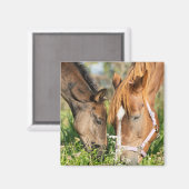 最も可愛い赤ん坊の動物 |ホース子馬 マグネット (正面/裏面)