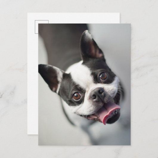 最も可愛い赤ん坊の動物 |ボストンブルドッグスマイル ポストカード (正面/裏面)
