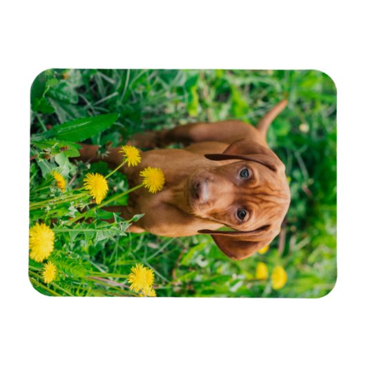 最も可愛い赤ん坊の動物 |ポインタの子犬 マグネット (横)