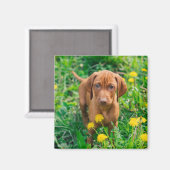 最も可愛い赤ん坊の動物 |ポインタの子犬 マグネット (正面/裏面)