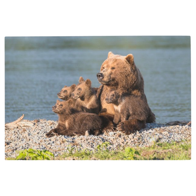 最も可愛い赤ん坊の動物 |マザーベア&カブス メタルプリント (正面)