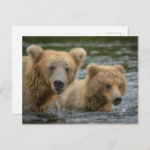 最も可愛い赤ん坊の動物 |ママベア&彼女の子供 ポストカード (正面/裏面)
