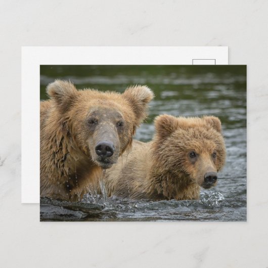 最も可愛い赤ん坊の動物 |ママベア&彼女の子供 ポストカード (正面/裏面)
